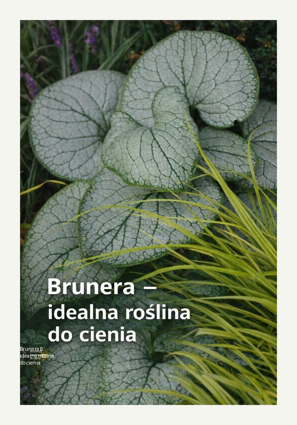 Brunera – idealna roślina do cienia