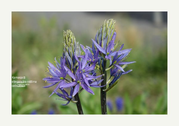 Kamasja – elegancka roślina cebulowa do nowoczesnych ogrodów