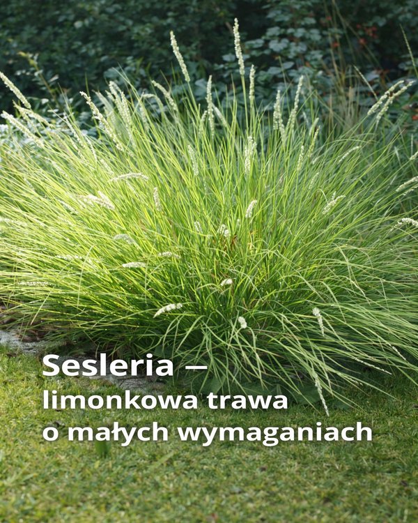 Sesleria jesienna – limonkowa trawa o małych wymaganiach 