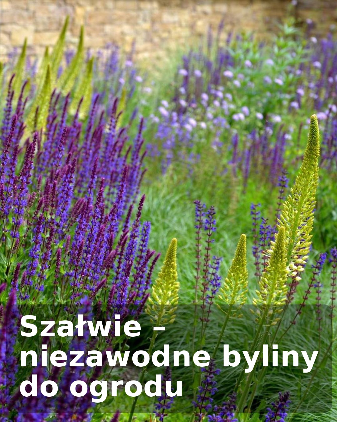 Szałwie – niezawodne byliny do nowoczesnych i klasycznych ogrodów