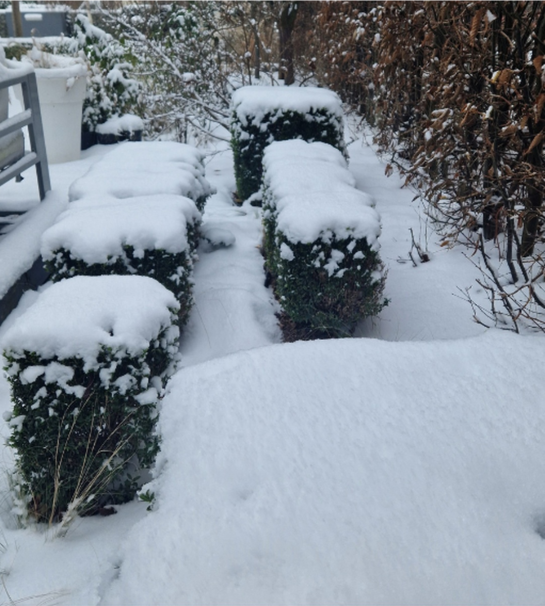 Jak przetrwać -20°C w ogrodzie i na tarasie? Poradnik Last Minute.