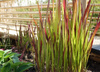 Imperata Red Baron 1,5L