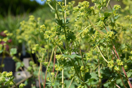 Alchemilla erythropoda, Przywrotnik czerwonołodygowy