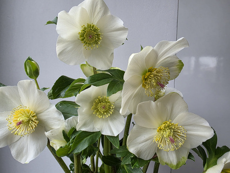 Helleborus HGC Winter Ballet White