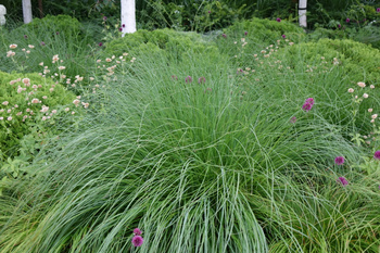 Pennisetum alopecuroides 'Gelbstiel' rozplenica japońska 'Gelbstiel'  2L
