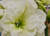 Hippeastrum Marylin 32/34