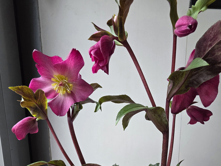 Hellebours Red Romance HGC Ice N'Roses