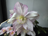 Helleborus Liara HGC Winter Ballet