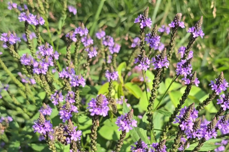 Verbena hastata violet, werbena oszczepowata ,werbena amerykańska fioletowa1,5 L