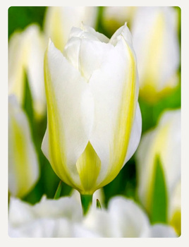 Tulipan Purissima