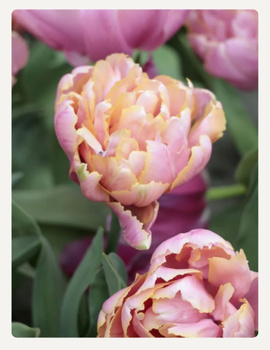 Tulipan Pink Star 10/11