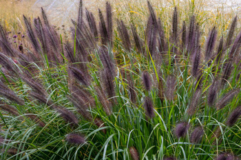 Pennisetum 'Black Beauty' , Rozplenica japońska 'Black Beauty'   2 L