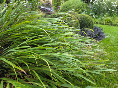 Hakonechloa macra 'Greenhills' 2 L