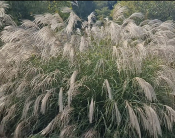 Miscanthus sinensis 'Silver Charm' 1,2L