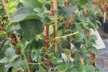 Hydrangea petiolaris , Hortensja pnąca  2 L