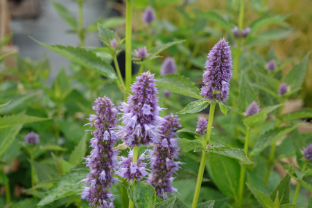 Agastache ‘Blue Fortune’ , Kłosowiec ‘Blue Fortune’ 1,5L