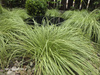 Carex montana 'Raureif' 1,2L