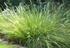 Sesleria autumnalis sesleria jesienna 1,5 L