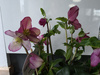 Helleborus Lulu – HGC Winter Ballet