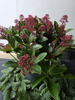 Skimmia japonica 'Rubella' , skimmia japońska 'Rubella'
