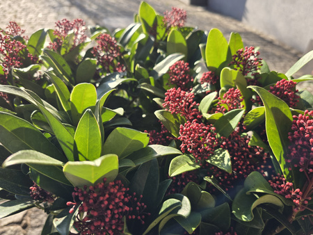 Skimmia japonica 'Rubella' , skimmia japońska 'Rubella'