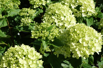 Hydrangea paniculata 'Little Lime' , Hortensja bukietowa 'Little Lime'  3L