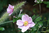 Anemone x hybrida 'Konigin Charlotte' , Zawilec japoński 'Konigin Charlotte' 2L