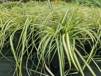 Carex oshimensis 'Maxigold' , Turzyca oszimińska 'Maxigold'