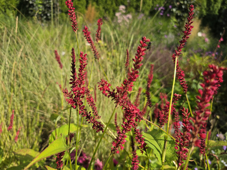 Rdest Black Field, Persicaria amplexicaulis ‘Blackfield’ 2L
