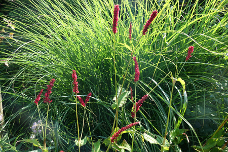 Polygonum amplexicaule 'Fat Domino' , Rdest himalajski 'Fat Domino' 2L