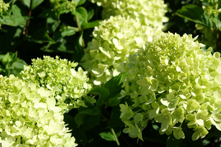 Hydrangea paniculata 'Little Lime' , Hortensja bukietowa 'Little Lime' 3L