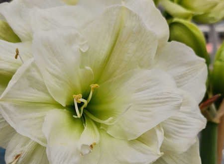 Hippeastrum Marylin 32/34