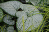 Brunnera macrophylla ‘Silver Heart’ Brunera wielkolistna ‘Silver Heart’