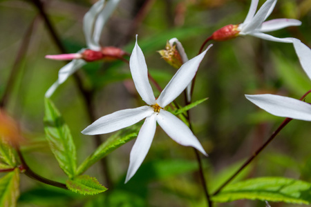 Gillenia trifoliata, Gillenia trójlistna 1L