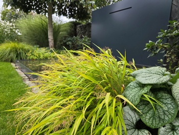 Hakonechloa macra 'All Gold' 2L