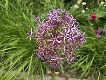 Czosnek ozdobny Christophii, Czosnek Krzysztofa 14/16