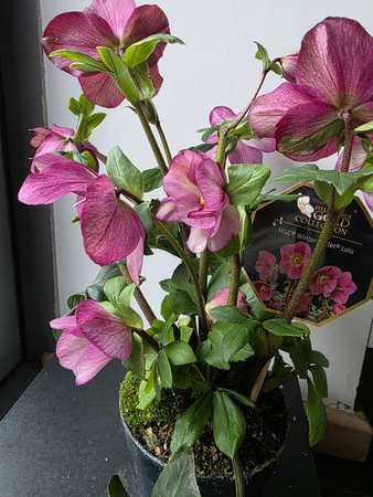 Helleborus Lulu – HGC Winter Ballet