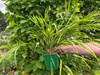 Hakonechloa macra 'Greenhills' 2 L