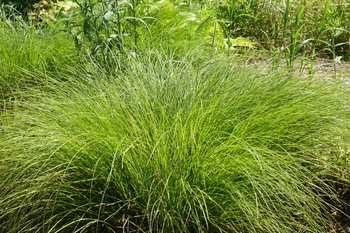 Carex 'umbrosa' , turzyca cienista 1,5 L