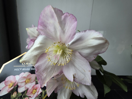 Helleborus Liara HGC Winter Ballet