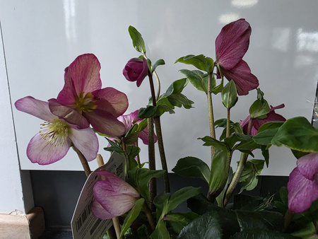 Helleborus Lulu – HGC Winter Ballet