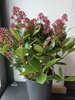 Skimmia japonica 'Rubella' , skimmia japońska 'Rubella'