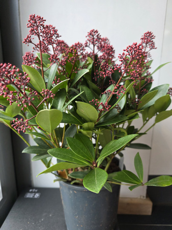 Skimmia japonica 'Rubella' , skimmia japońska 'Rubella'