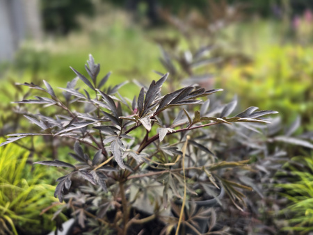 Sambucus nigra Eva 'Black Lace' , Bez czarny Eva 'Black Lace'