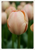 Tulipan Salmon van Eijk 12+