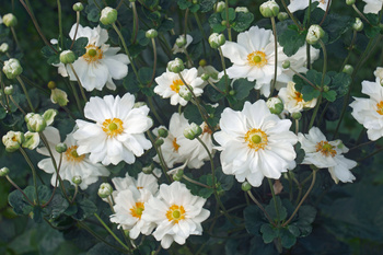 Anemone japonica ‘Whirlwind’ Zawilec japoński ‘Whirlwind’