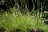 Sesleria autumnalis sesleria jesienna 1,5 L