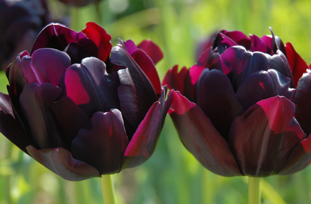 Tulipan Black Hero 12+