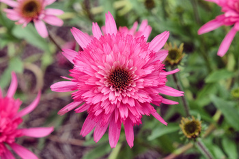 Echinacea  'Southern Belle' , Jeżówka  'Southern Belle' 1,5 L