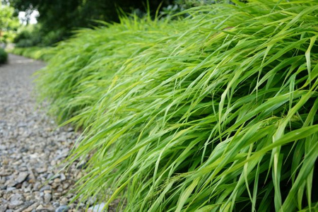 Hakonechloa macra 'All Gold', 1 L